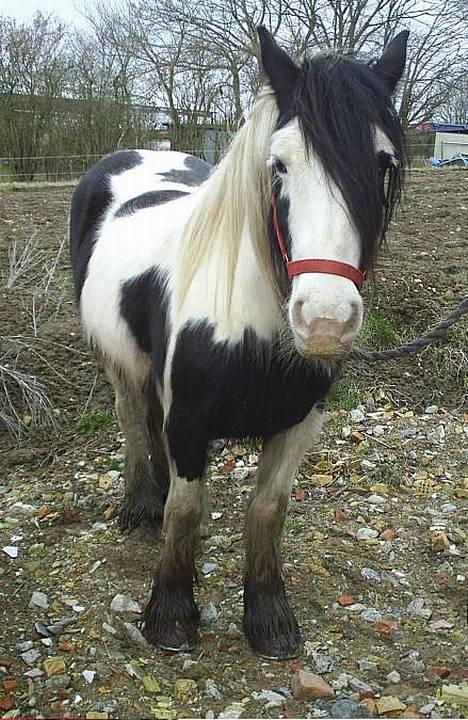 Tinker Holmstrups Tamira (Tinke) billede 14