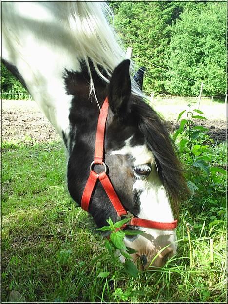 Tinker Holmstrups Tamira (Tinke) billede 15
