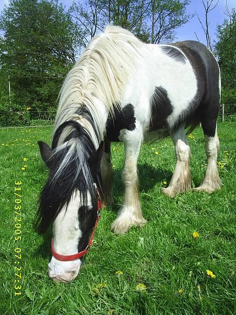 Tinker Holmstrups Tamira (Tinke) billede 16