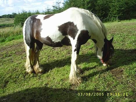 Tinker Holmstrups Tamira (Tinke) billede 17