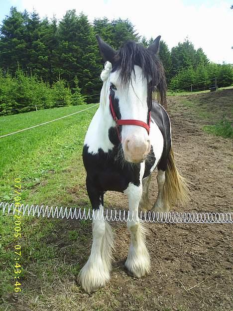 Tinker Holmstrups Tamira (Tinke) billede 18