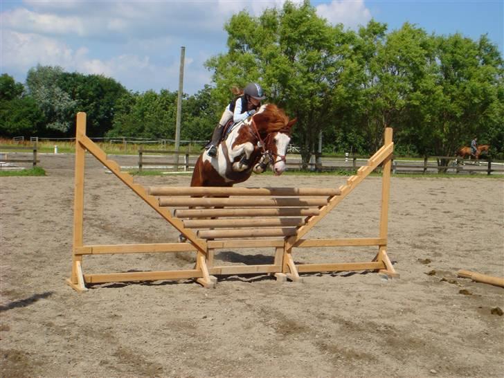 Pinto Winnitou solgt  - søs springer dyret :D billede 19