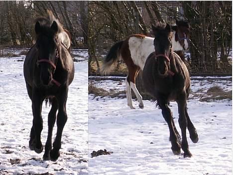 Frieser Sosanna *SOLGT* billede 10