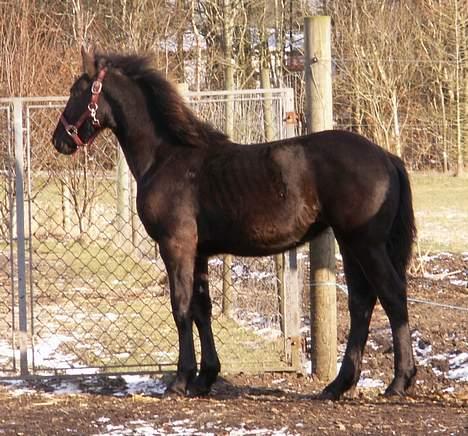 Frieser Sosanna *SOLGT* billede 11