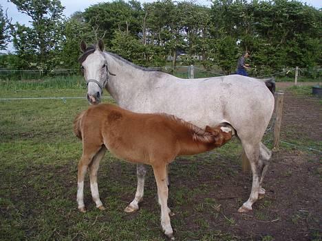 DSP Apollonia <3 - Apollonia med sit dejlige føl Mango :) <3 billede 6