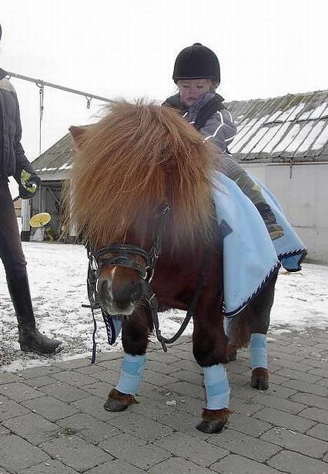 Shetlænder urban  - Velkommen til min profil :p Jeg er en meget stor og farlig hest, så pas hellere på :D  -Her ses Billers lillesøs på skØnne lille mig XD billede 1