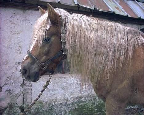 Haflinger Tarzan *Solgt billede 1