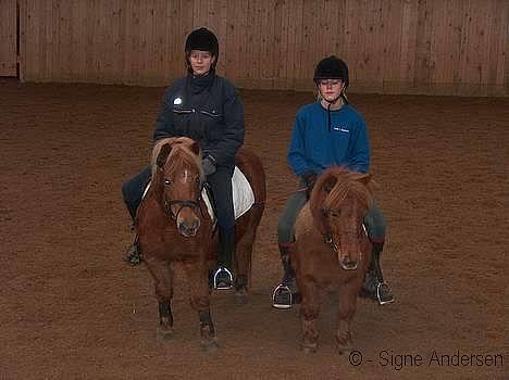 Shetlænder Bøgely's Claus - Josephine&Mette - Claus&Mig billede 6