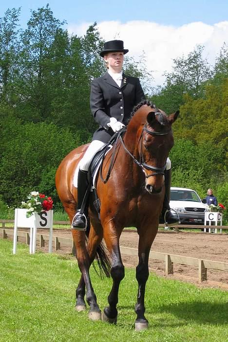 Dansk Varmblod Kaukasus *RIP* - Indridning billede 2