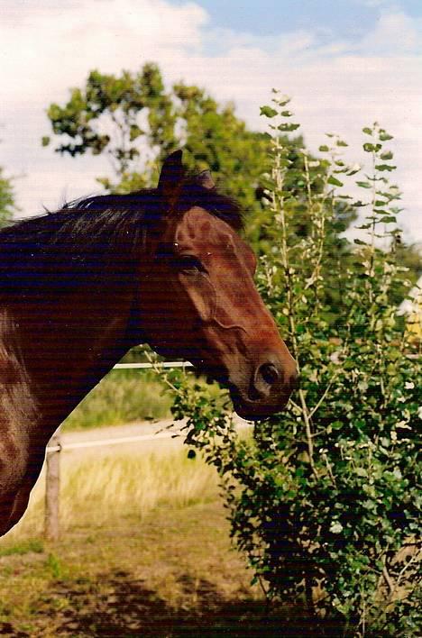 Dansk Varmblod Kaukasus *RIP* - Kaukasus på fold billede 3