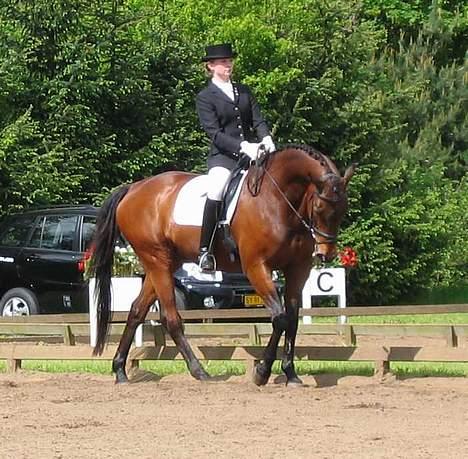 Dansk Varmblod Kaukasus *RIP* - Til distriksmesterskab billede 5