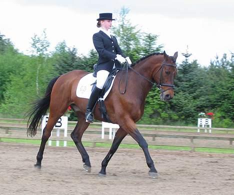 Dansk Varmblod Kaukasus *RIP* - Flot trav billede 6