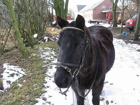 Anden særlig race Lady  billede 1