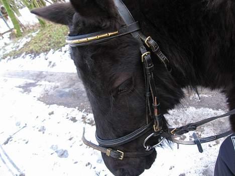 Anden særlig race Lady  billede 2