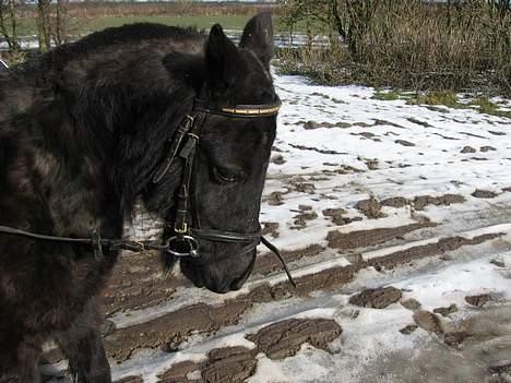 Anden særlig race Lady  billede 4