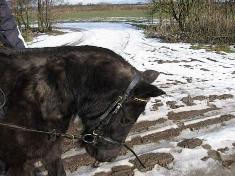 Anden særlig race Lady  billede 5
