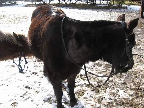 Anden særlig race Lady  billede 6