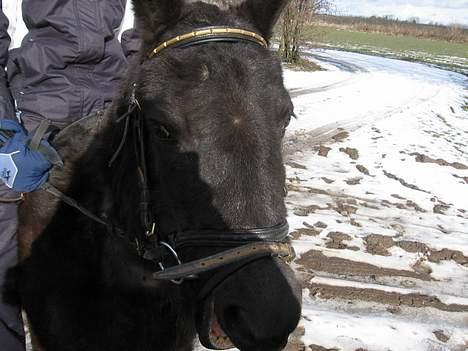 Anden særlig race Lady  billede 7