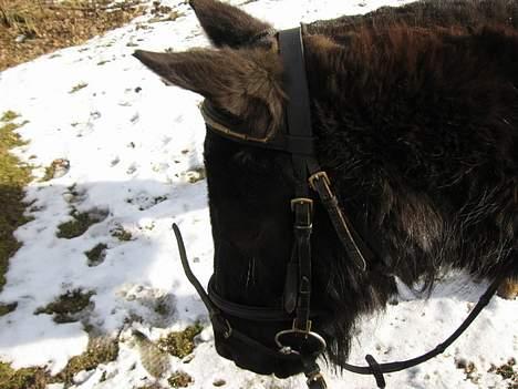 Anden særlig race Lady  billede 8