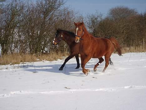 Dansk Varmblod Lady Lucky billede 5