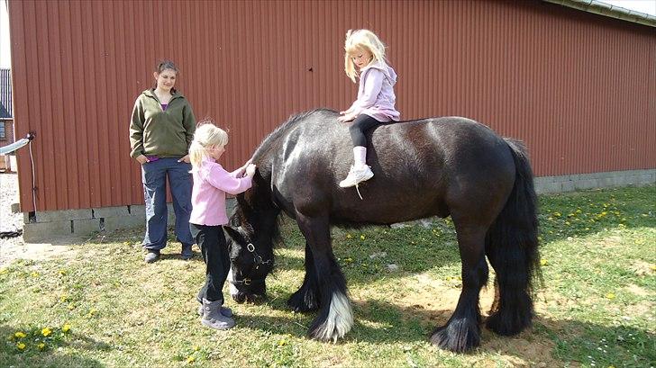 Tinker Lindholms Figaro solgt billede 18