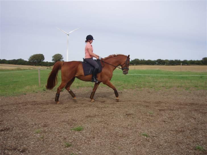 Dansk Varmblod Lady Lucky - 26 Juli 2009 billede 6