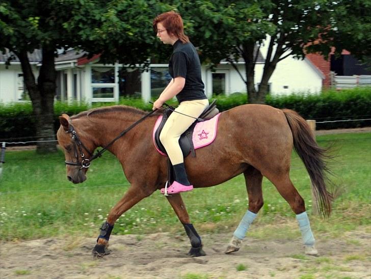 Anden særlig race »Freja <3 « † Sov sødt † - Freja og mig i dressur, juli 2010. Ja, jeg læner mig fremad, men har store problemer med mig balance, efter min rygoperation d; Dette er første gang jeg rider "seriøst" i 2 år :) Og 6. gang på hesteryg i 2 år. billede 18