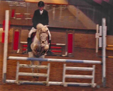 Welsh Pony af Cob-type (sec C) korreborgs nichlas - LA i Østjysk Rideforening - 3. plads q: billede 15