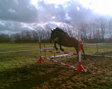 Hannoveraner Lacour  - her springer han 115cm og det er 5 gang han springer billede 1