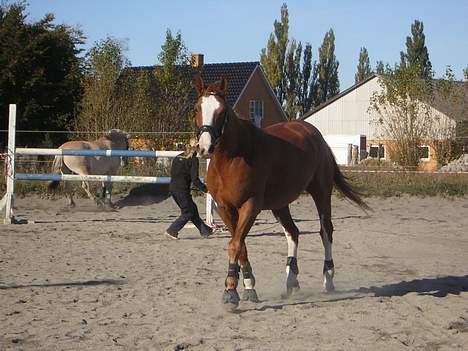 Dansk Varmblod Red' magic   R.I.P. billede 1