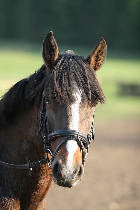 Connemara Hovfelds Cover Girl - Cover Girl billede 1