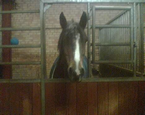 Connemara Hovfelds Cover Girl - cover i sin boks billede 2