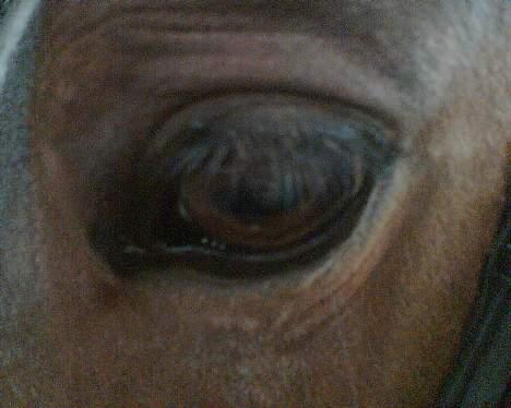 Connemara Hovfelds Cover Girl - Her er Cover smukke øje billede 3