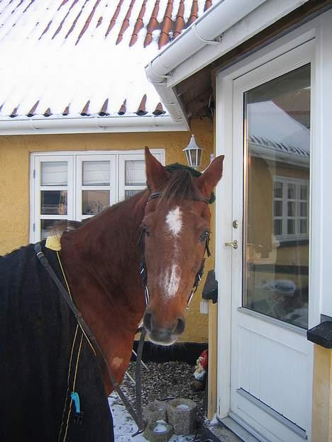 Anden særlig race Nansi R.I.P - Her har vi en meget skuffet nansi .. over ikke og have fået et stykke brød som man plejer når man står så pænt foran døren billede 5
