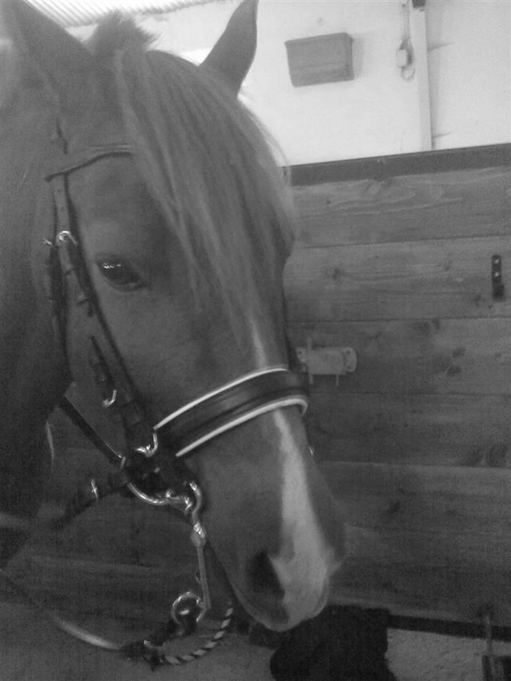 New Forest pinocchio   - Stjerne´Ponyen :]<3 billede 1