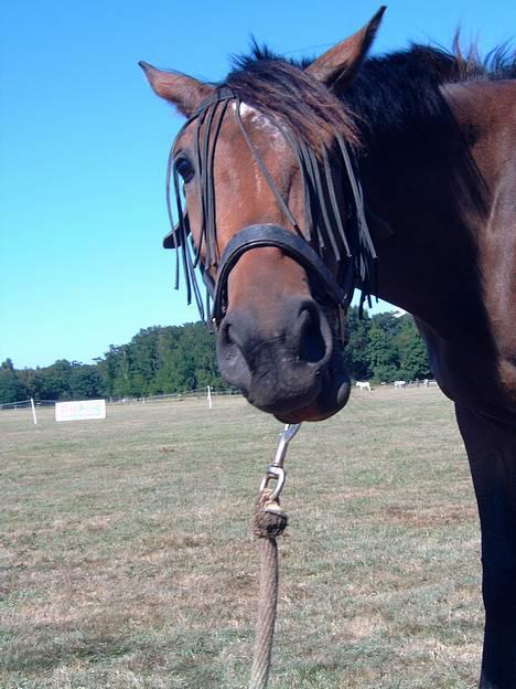 Trakehner Hillary *R.I.P* - Velkommen til profilen ! billede 1