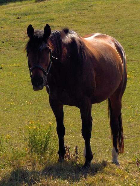 Trakehner Hillary *R.I.P* - Hvem der?? billede 2