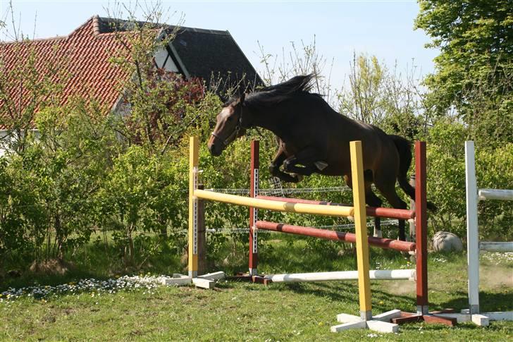 Trakehner Hillary *R.I.P* - Løsspring 115cm # NYT ! © Loús Foto billede 3