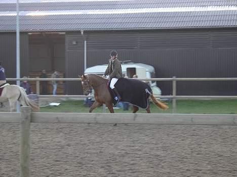 Dansk Varmblod Laura - Opvarmning i Himmelev rideklub - hendes første springstævne i byen =0)  billede 10