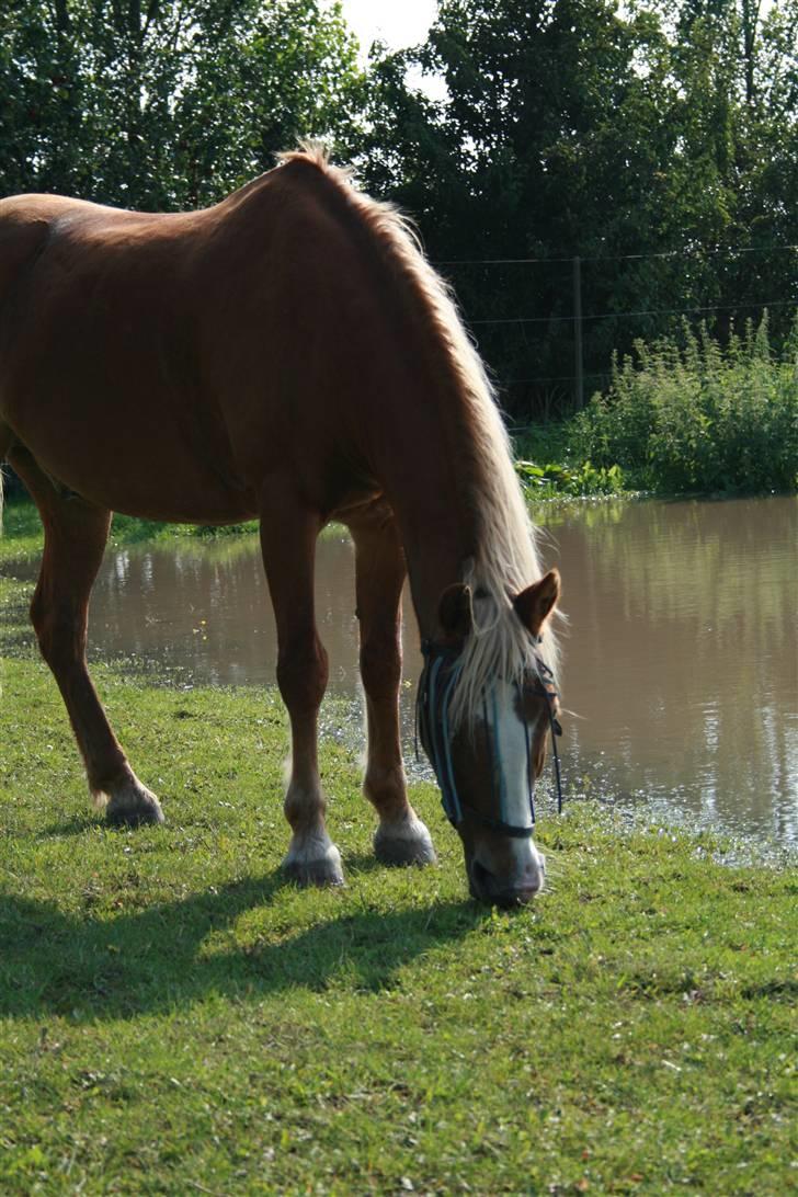 Anden særlig race Lucky  - Ponyen på fold, i sensommeren # NYT ! © Loús Foto billede 1