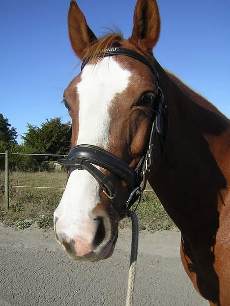 Dansk Varmblod Red' magic   R.I.P. billede 2