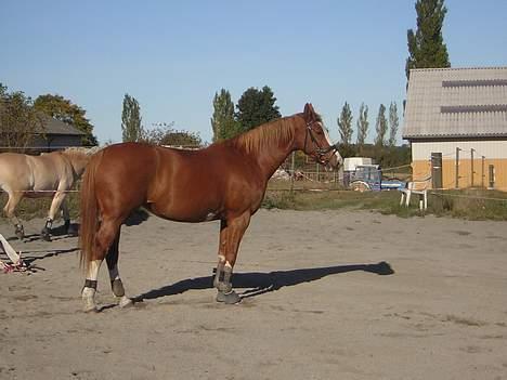 Dansk Varmblod Red' magic   R.I.P. billede 3