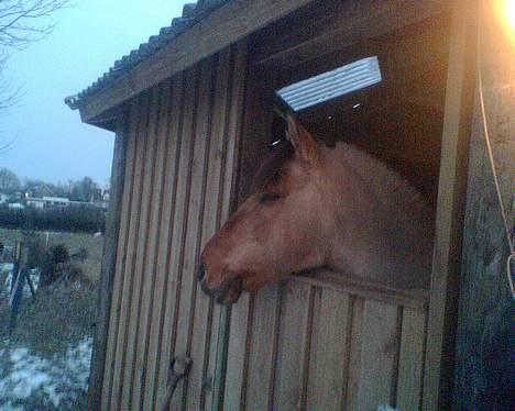 Anden særlig race Maradona SOLGT - i stalden efter en ridetur... han venter på mad...hihi billede 6