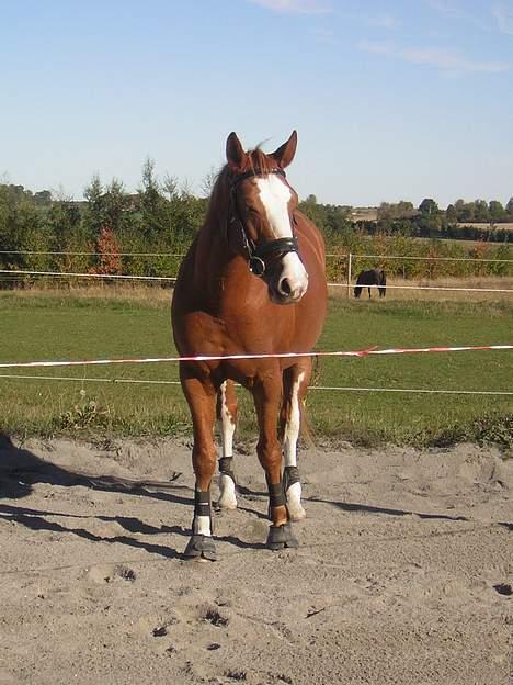 Dansk Varmblod Red' magic   R.I.P. billede 4