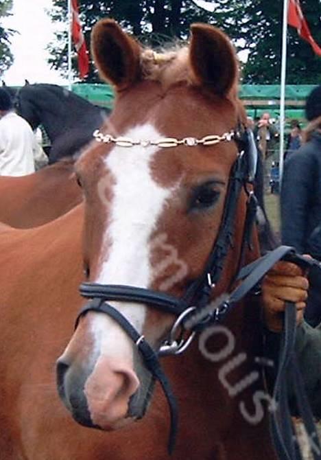 Anden særlig race Lucky  - Den smukkeste pony på Brentveddyreskye... billede 6
