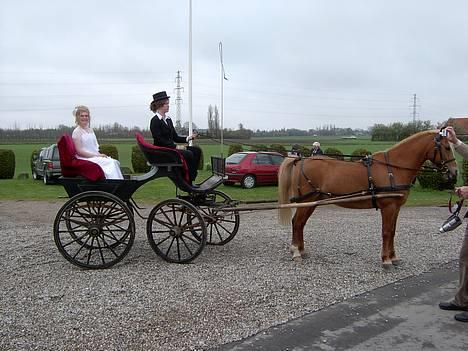 Anden særlig race Lucky  - til min komfirmation... blev hentet af min smukke hyp.. i voes vorn som mine søstere har lavet fin til mig... billede 7