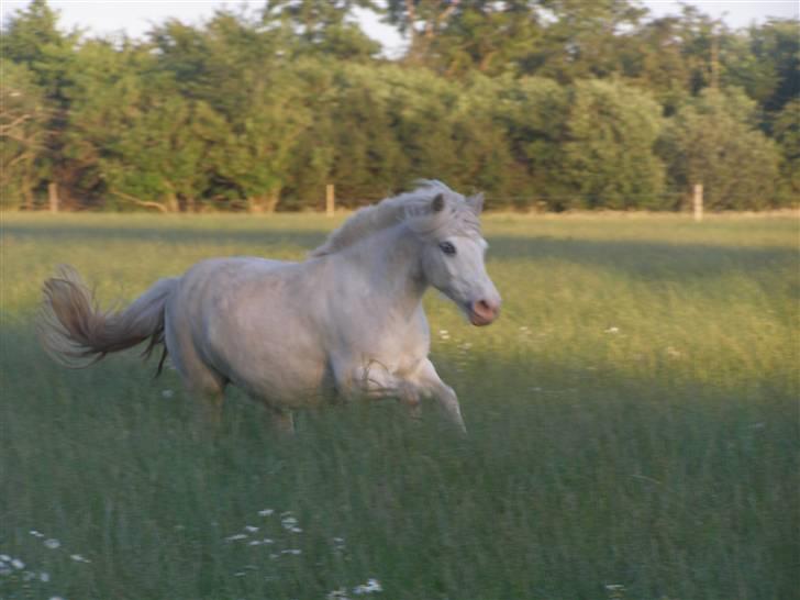 Shetlænder Miss Musse - Smukke <33 billede 18
