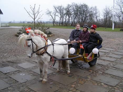 Shetlænder Miss Musse - lille musse piiie for vogn=) billede 19