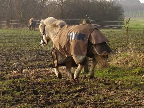 Shetlænder Miss Musse - når enden er god er alting godt=) billede 20