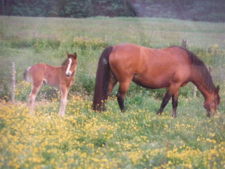 Connemara Hovfelds Cover Girl - Cover som følle bølle (: billede 6